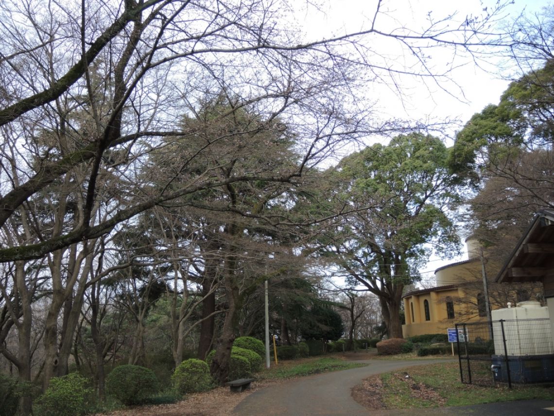 桜ヶ丘公園は満開までまだまだ