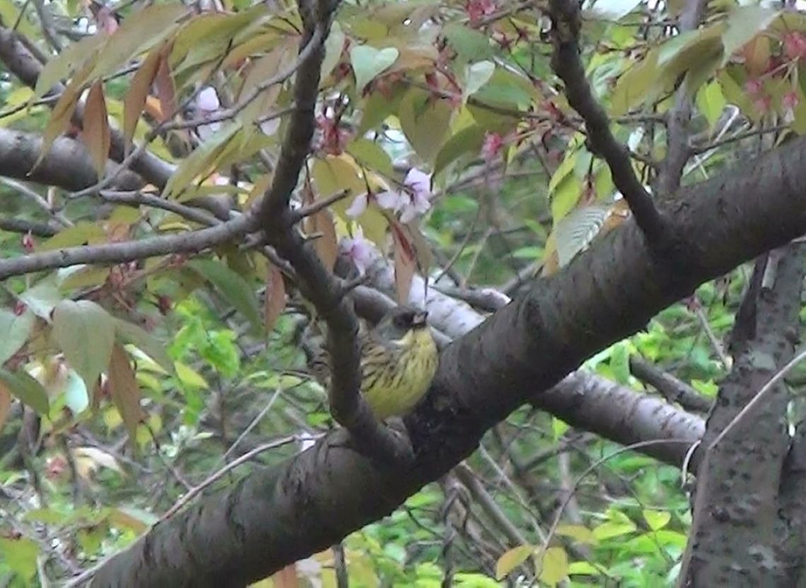 桜ヶ丘公園のアオジ