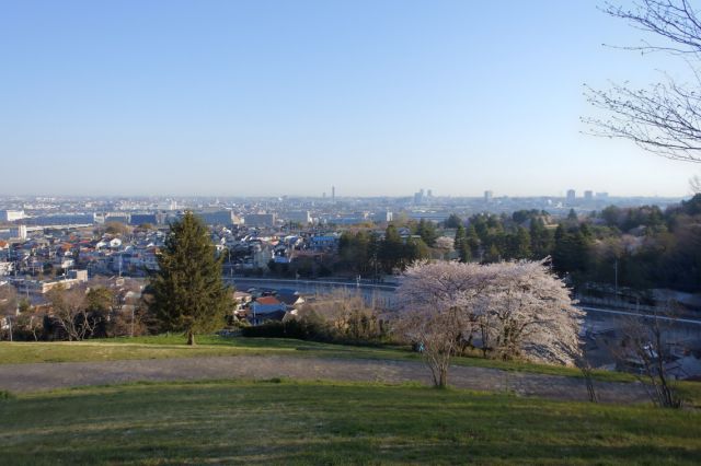 花冷えで桜の満開が遅れています