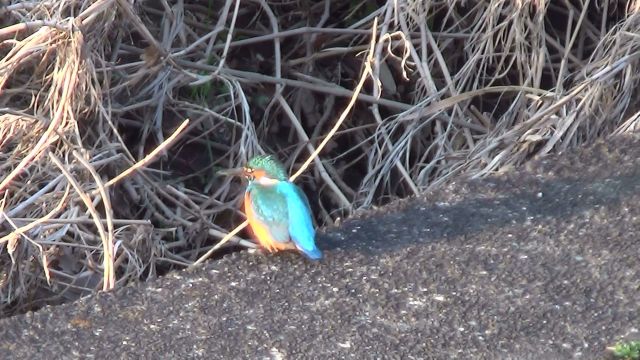 カワセミは何羽生息しているのかな？