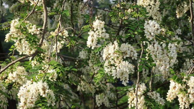 ニセアカシヤの花