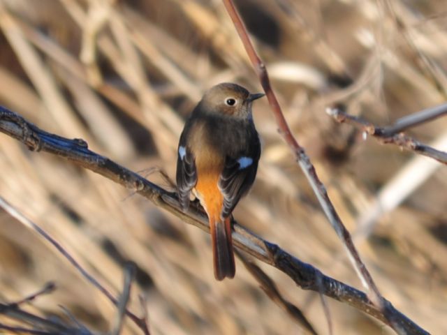 多摩川のジョウビタキ