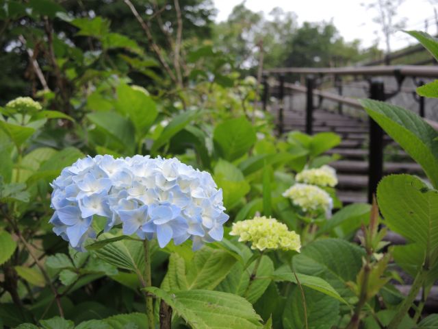 桜ヶ丘公園のアジサイ