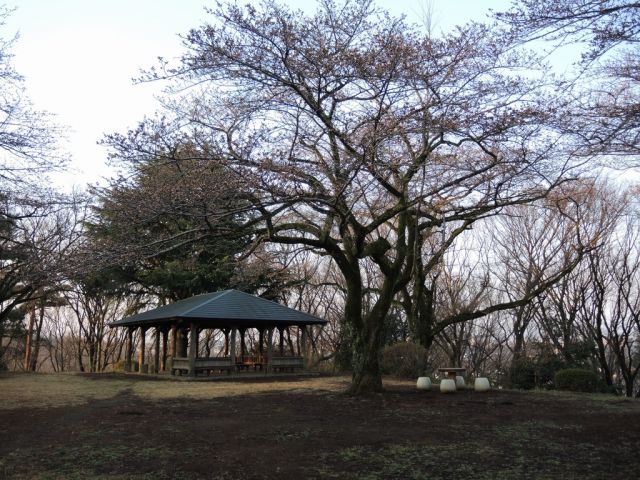 桜ヶ丘公園のさくら開花