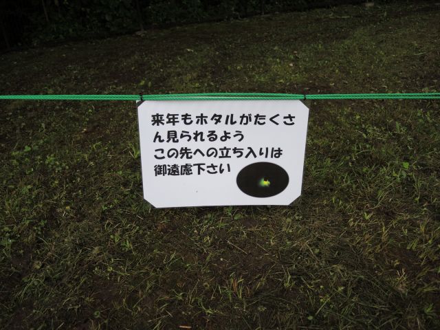 桜ヶ丘公園にホタルがいるの？