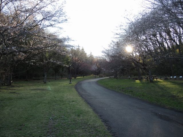 桜ヶ丘公園のさくらはまだ咲き始めです