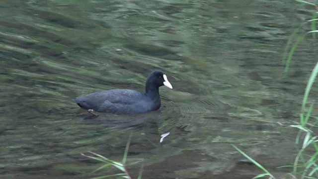 大栗川にオオバン飛来