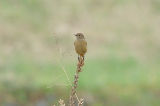 大栗川と多摩川の野鳥（秋）