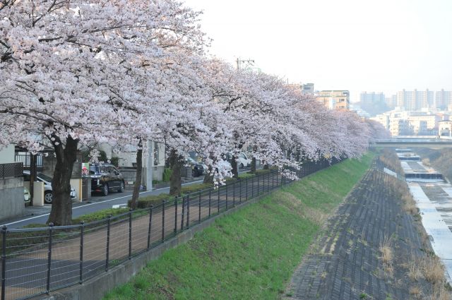 乞田川沿いの桜