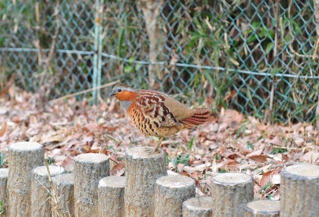 桜ヶ丘公園でコジュケイと遭遇