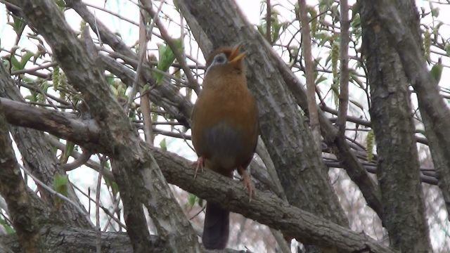 桜ヶ丘公園のガビチョウ