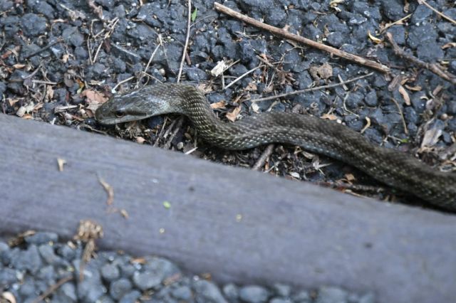 桜ヶ丘公園でヘビと遭遇