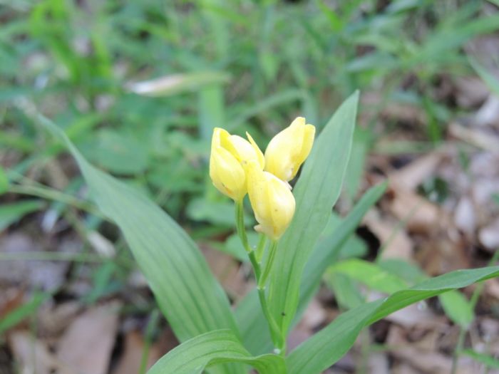 春の野草