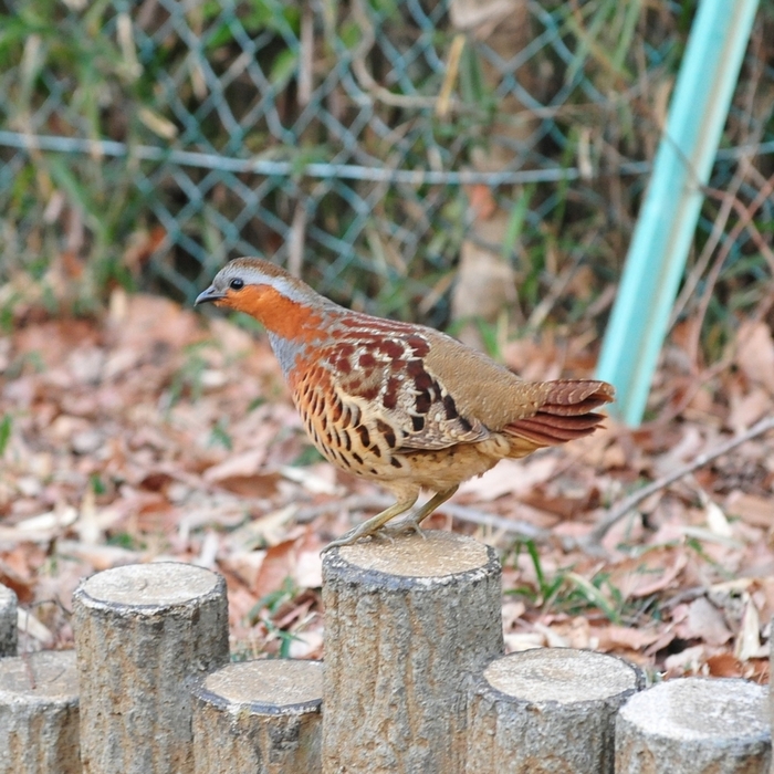 野鳥