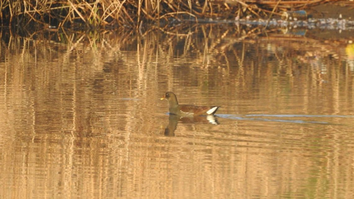 バンも見かけました 大栗川合流地点の桜|