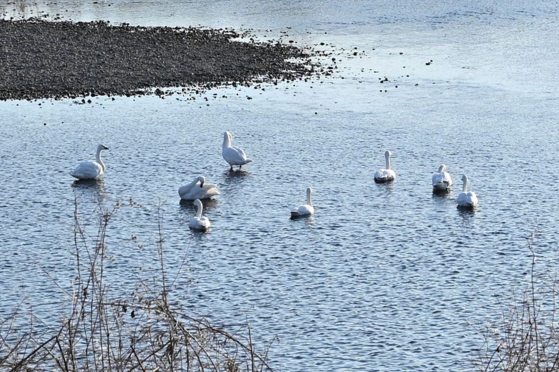 多摩川で白鳥（2022年）