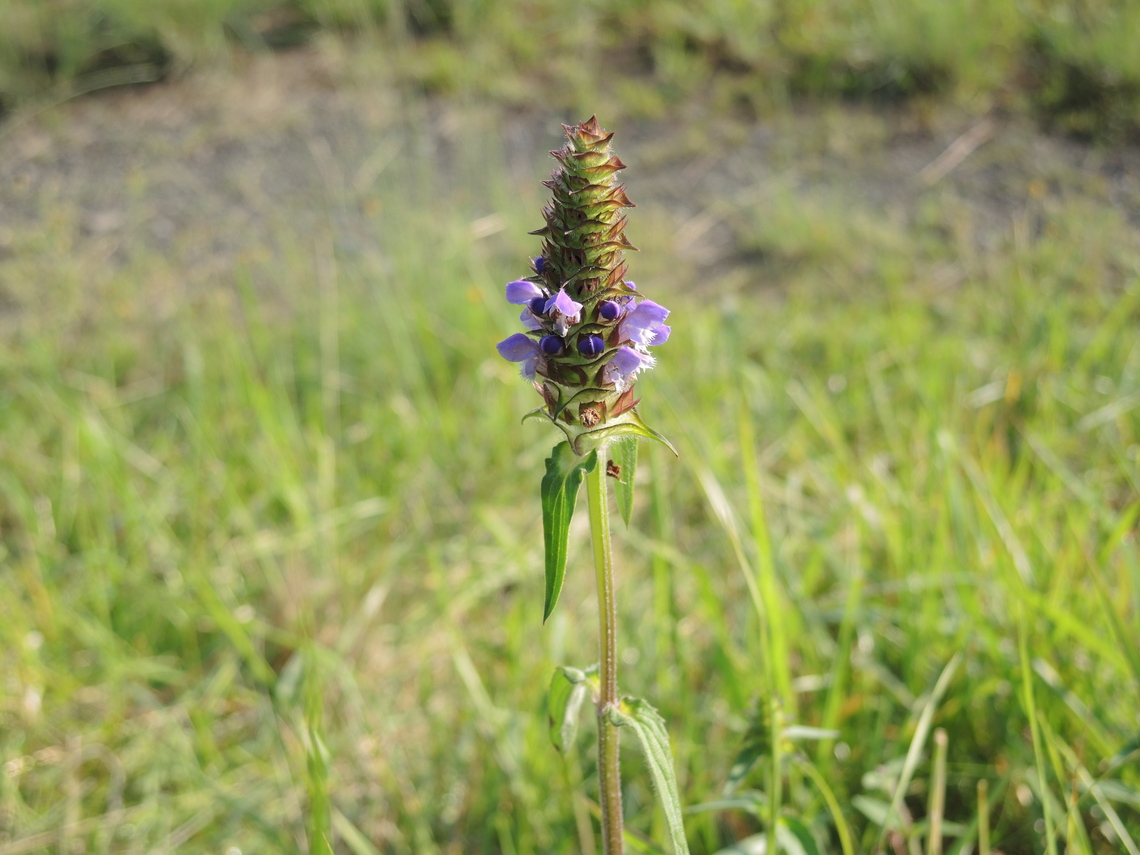 ウツボグサ 多摩の自然