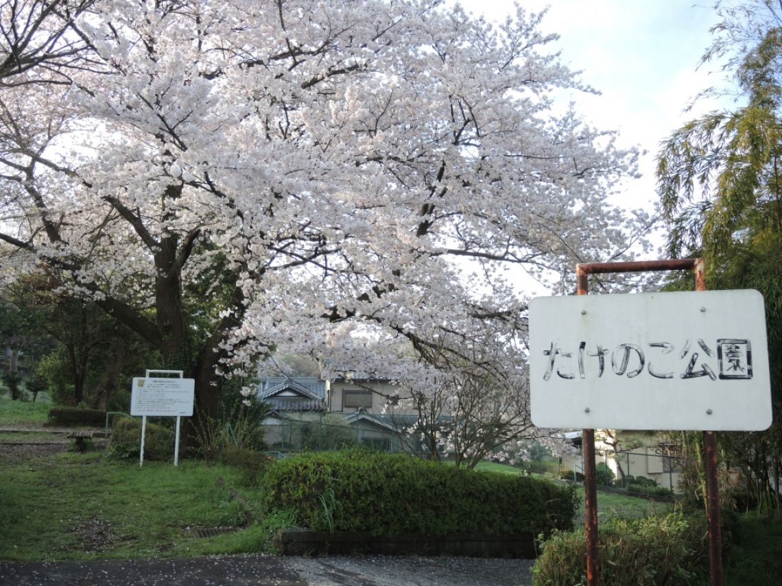 桜、桜、桜