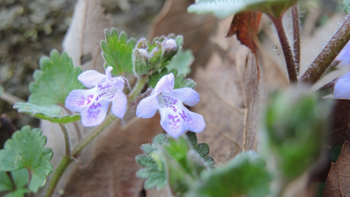 カキドオシ 多摩丘陵の自然と多摩市周辺の歴史と文化