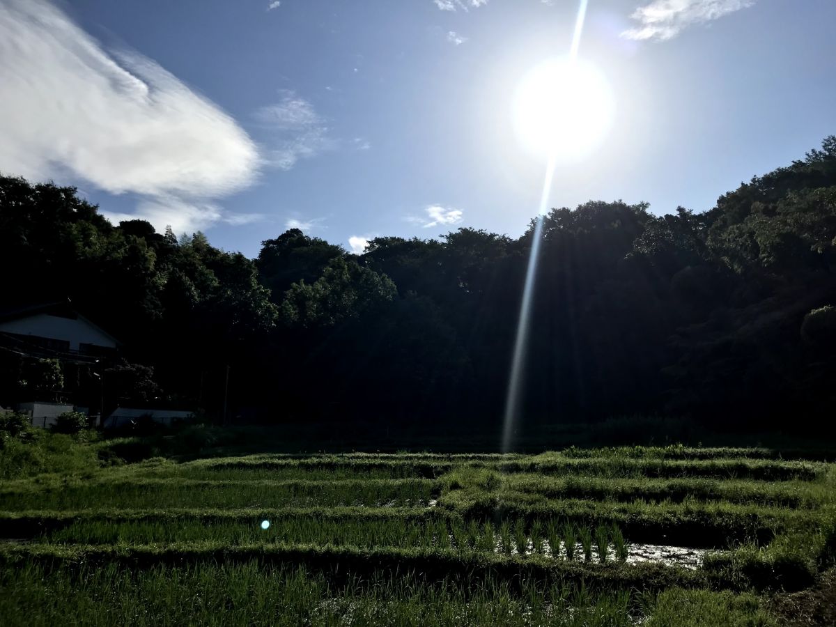 連光寺の谷戸田