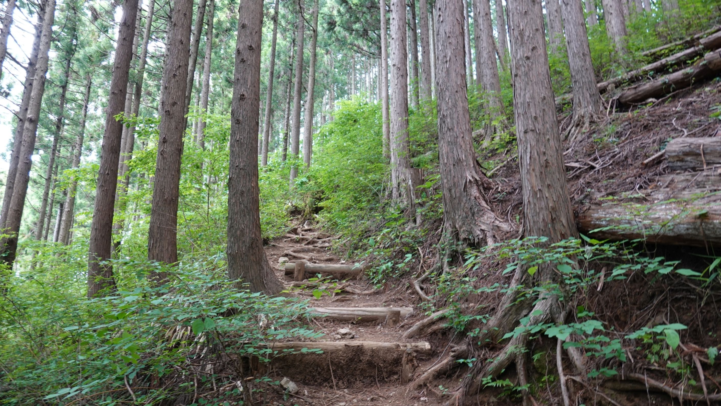 市道山へ登山のため多摩市から林道醍醐線経由で和田峠へサイクリング