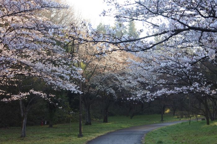 桜ヶ丘公園の桜（2019年4月2日）