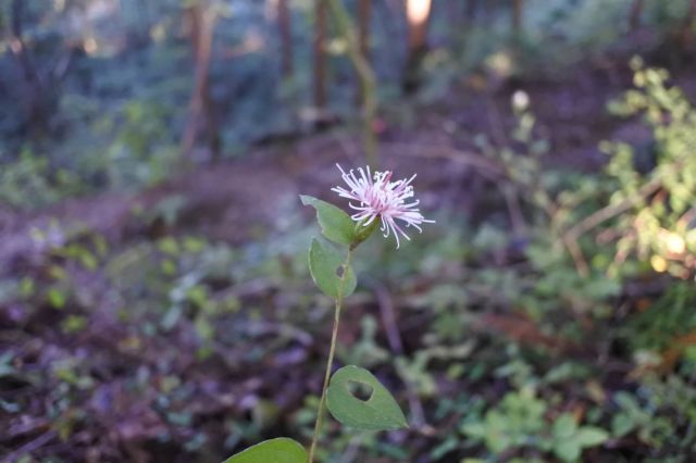 カラマツソウみたいな花