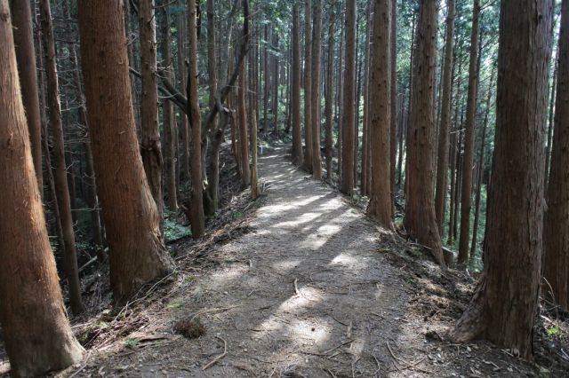 杉の尾根道