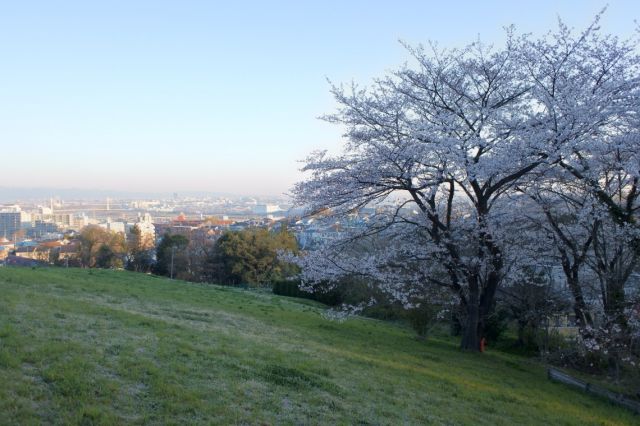 ゆうひの丘の桜