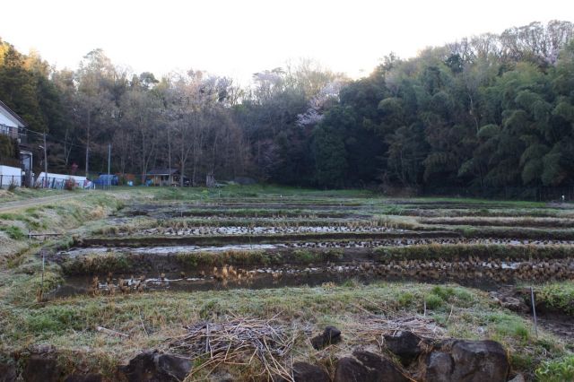 谷戸の棚田のまだまだ春を待っています