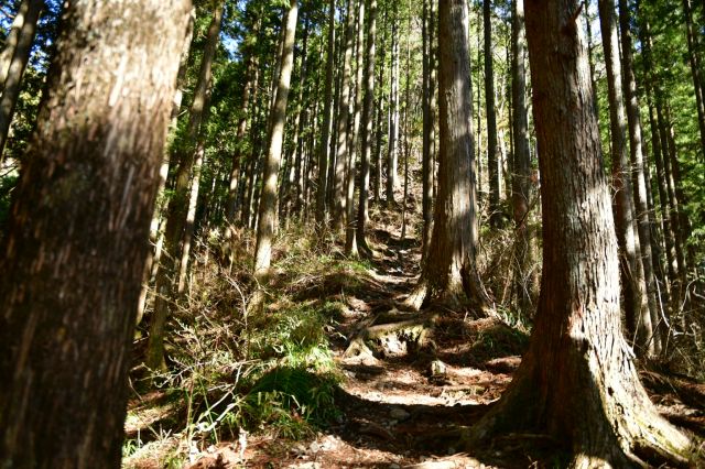 まっすぐ登ります