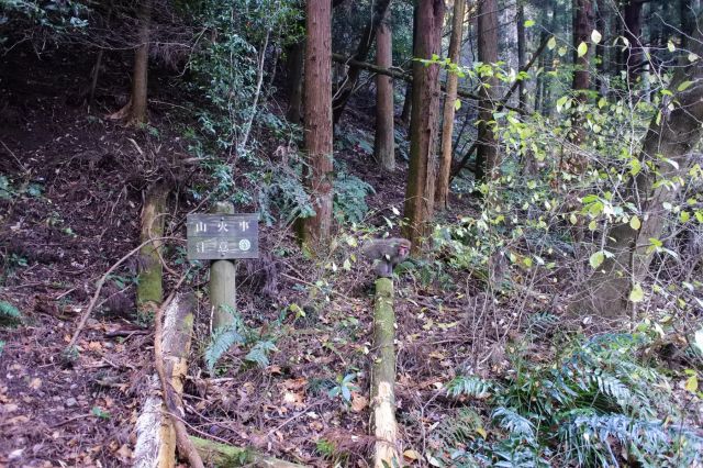 登山道に入って５分でサル