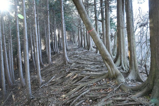 杉の根の道