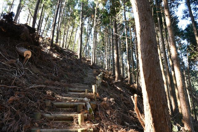 またまた登山道