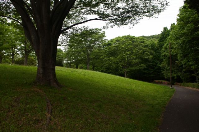 桜ヶ丘公園内を走る