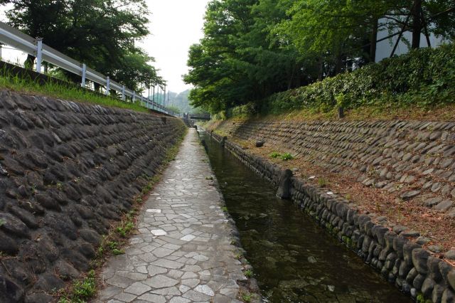 きれいな小川で野鳥も居ます