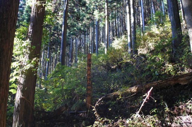 多摩川水源森林隊