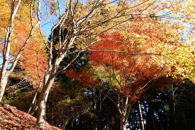 御岳山を目指して