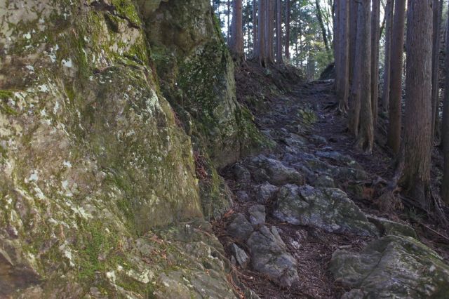 岩と杉林