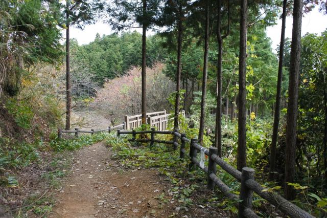 登山道終了