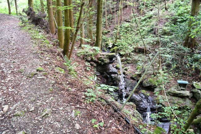 いきなり登山道