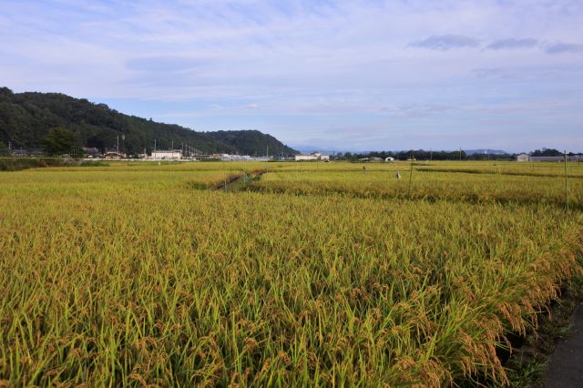 田園風景