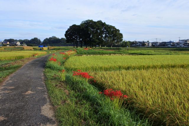 田んぼと用水路と木々