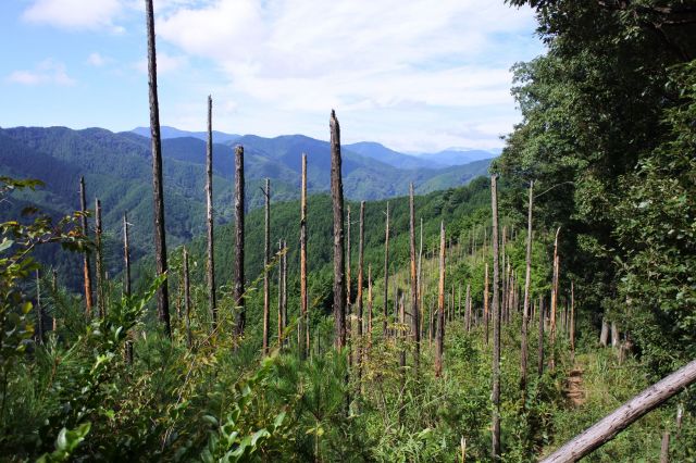 山火事あと？