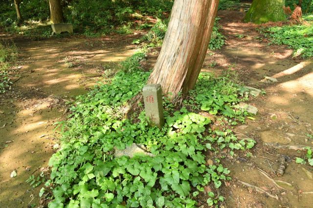 八王子城山山頂