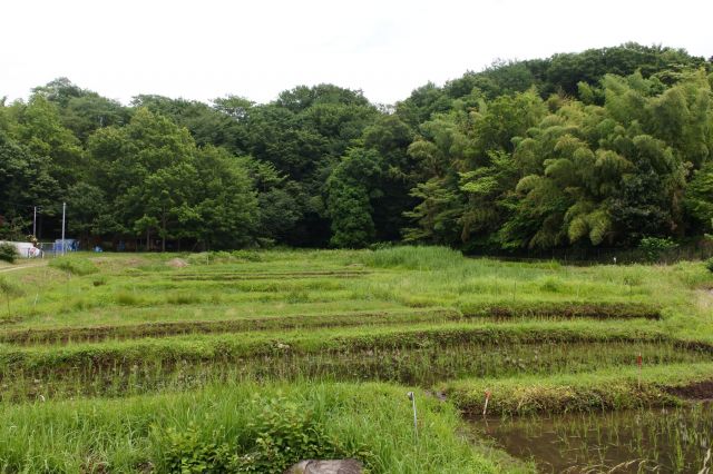 谷戸田