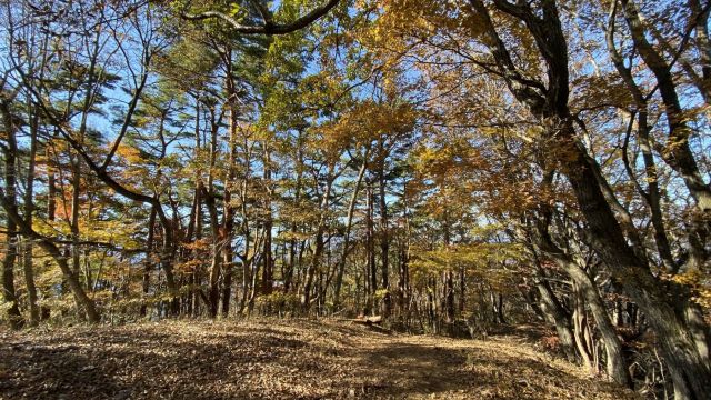 扇山山頂から少し下ったところ