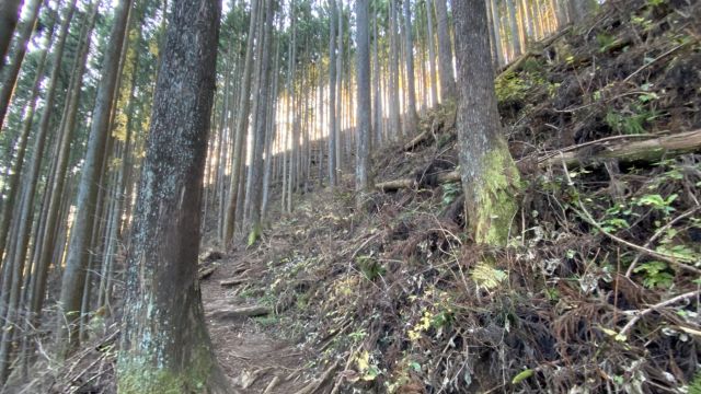 木々の密度の高い