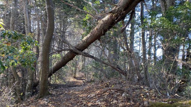 尾根道になる