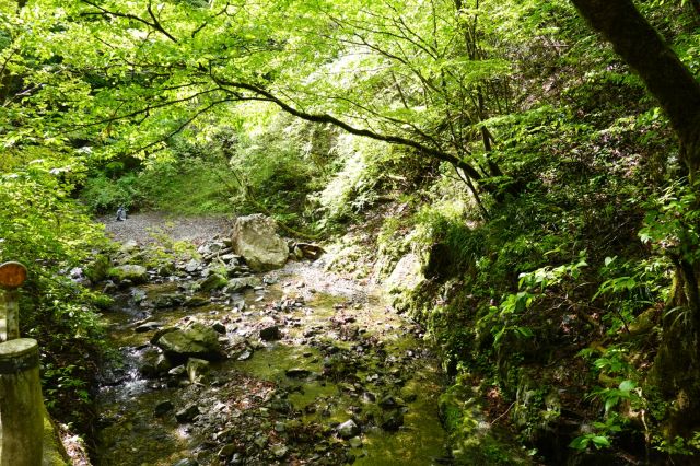 緑が深い盆堀川